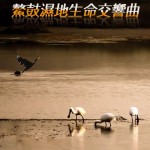 第一屆金善獎樂活環保類最佳攝影獎_鰲鼓溼地生命交響曲