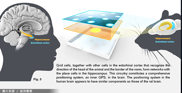 脑内GPS研究获2014诺贝尔生医奖
