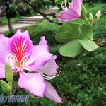 菁菁校园春意盎，紫荆花开满庭芳