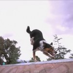 Epic Parkour Dog
