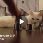 超強神貓 WOW~