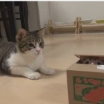 kitty in a box