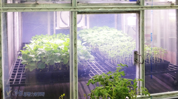植物工厂未来潜力作物－ 中草药