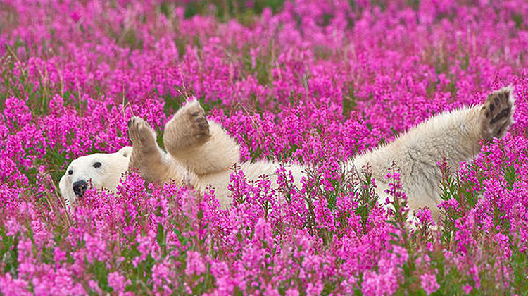 不是合成照，加拿大摄影师拍下北极熊欢乐的打滚时光