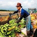超商香蕉的全球化战争