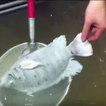 吳郭魚急速冷凍復活記