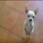 Funny dancing dog
