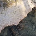 神秘海岸 都是龍蝦 多到誇張 梭子魚對上龍蝦