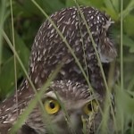 Funny Talking Animals