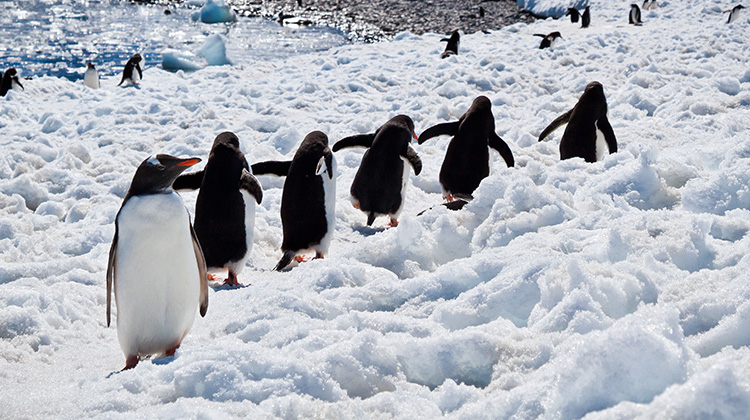 巨型冰山搁浅阻挡了觅食...南极逾15万只企鹅饿死