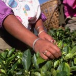 来看高达90%的茶叶有农药残留、全球第二大产茶国印度 如何走上有机茶叶的推动之路