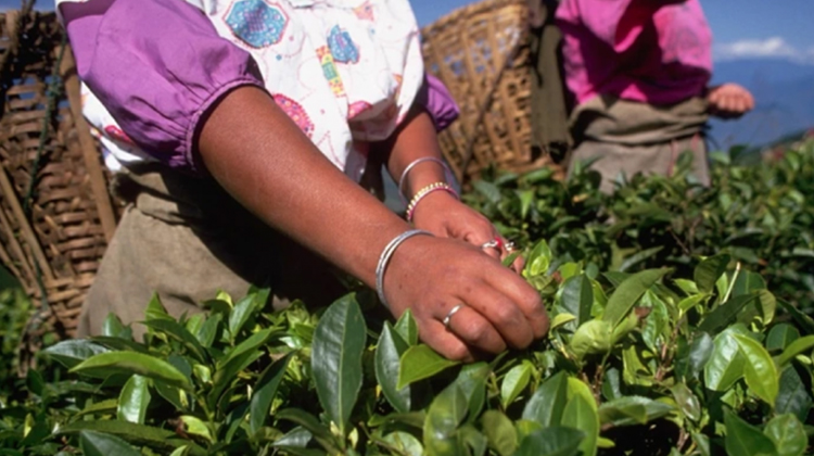 来看高达90%的茶叶有农药残留、全球第二大产茶国印度 如何走上有机茶叶的推动之路