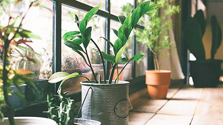天然空气清净机／选对室内盆栽帮你排毒！