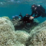 绵延2300公里的大堡礁高达9成已白化！抢救要10年超过2千亿