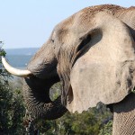 CITES會議否決提升非洲境內大象保護等級