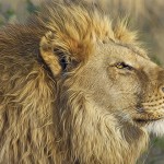非洲狮子因人类屠杀濒临绝种