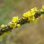 中國加入打擊毒品行列