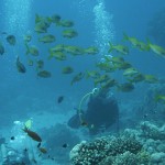 全球珊瑚礁正面临死亡威胁