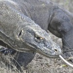 科摩多巨蜥有可能成为打击感染的有力武器