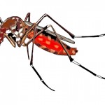 一只蚊子可能就传播多种病毒