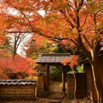秋季到日本赏枫怎么安排？摄影迷说“神奈川”这 5 个秘境最值回票价！