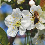 英国将禁止毒害蜜蜂之杀虫剂