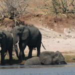 拯救西非马里的大象