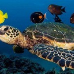 海龟冬眠的秘密:呼吸