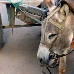 印度对驴子的惩罚-坐牢