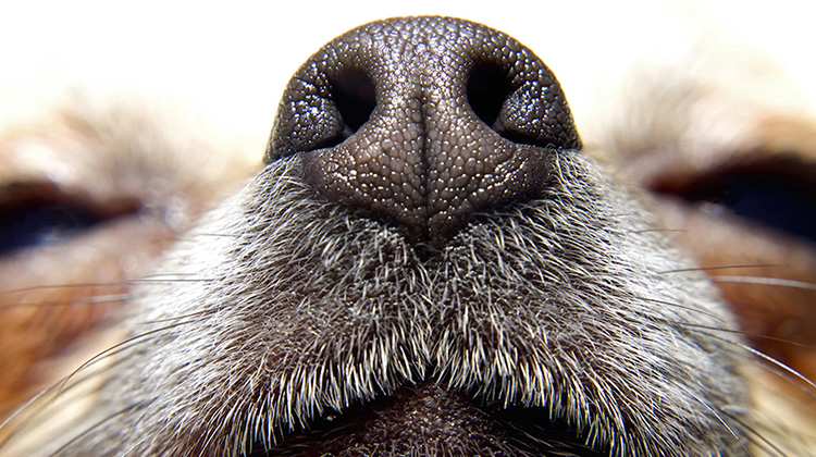 能闻到癌症味道的狗狗可以广泛用于检测癌症吗？