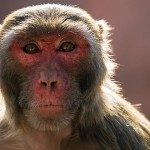 别碰猴子!佛罗里达猕猴携带对人类致命的病毒
