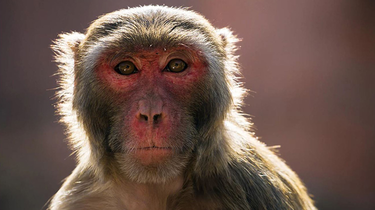 别碰猴子!佛罗里达猕猴携带对人类致命的病毒