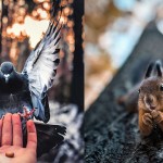 【美得像童话】超强野生动物摄影师，遇到他的动物都自动被催眠成模特儿了