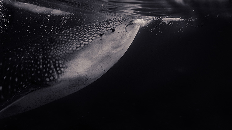 鲸鱼鲨鱼可能遭海洋塑料伤害