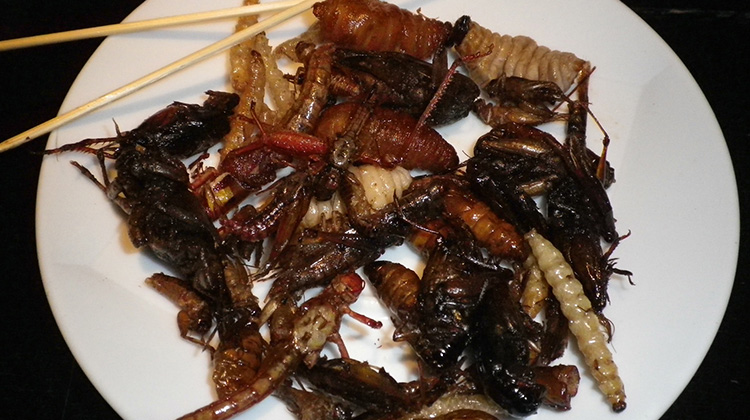 虫虫大餐--全球20亿人爱吃虫