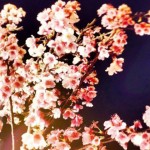 【樱花树下会幸福】2018 乐活夜樱季，在台北内湖就可以赏到盛开绽放的八重樱