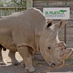 世界上最后一只雄性犀牛也生病了