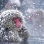 科学家终于知道为什么雪猴也喜欢泡温泉了