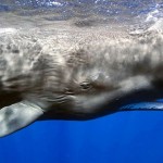 为什么没有比鲸鱼更大的动物？