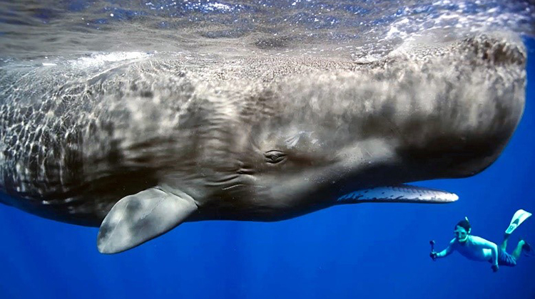 为什么没有比鲸鱼更大的动物？