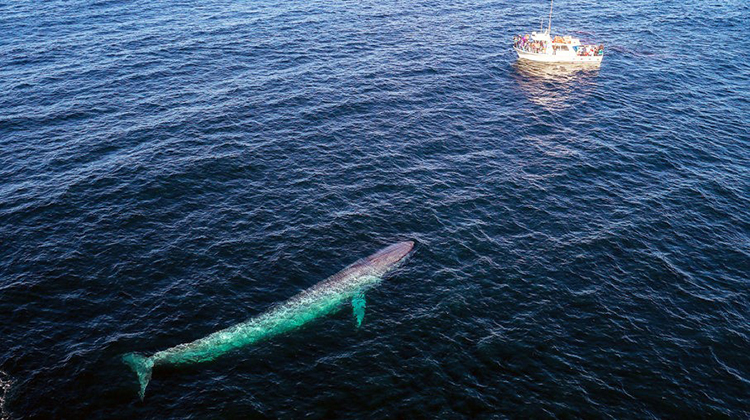 鲸鱼为什么这么大?