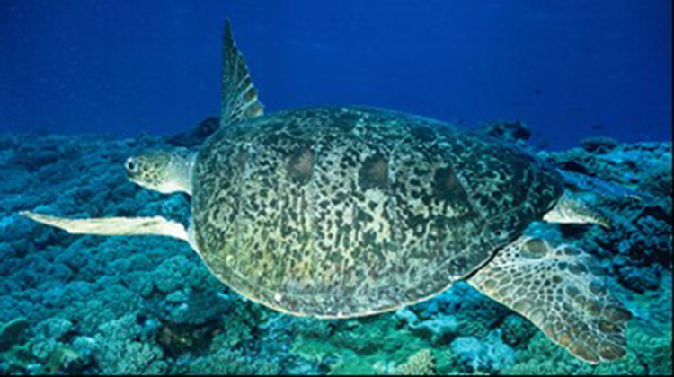 99%的大堡礁绿海龟正在孵化为雌性