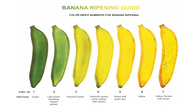 香蕉颜色决定风味与保健作用