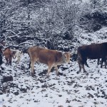 你所不知道的蜀山之王和蜀山之后