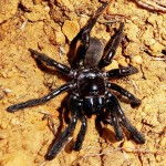 世界上最老蜘蛛去世了，你猜它几岁？