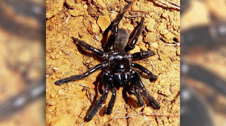 世界上最老蜘蛛去世了，你猜它几岁？