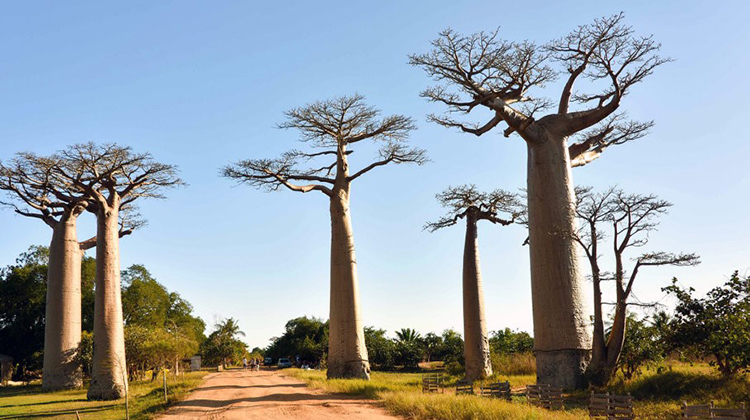 非洲最坚硬的猴面包树濒临灭绝