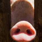 動物是否會被曬傷？