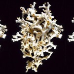 超级白珊瑚的秘密