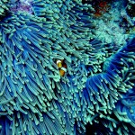 新喀里多尼亚扩大珊瑚保护区